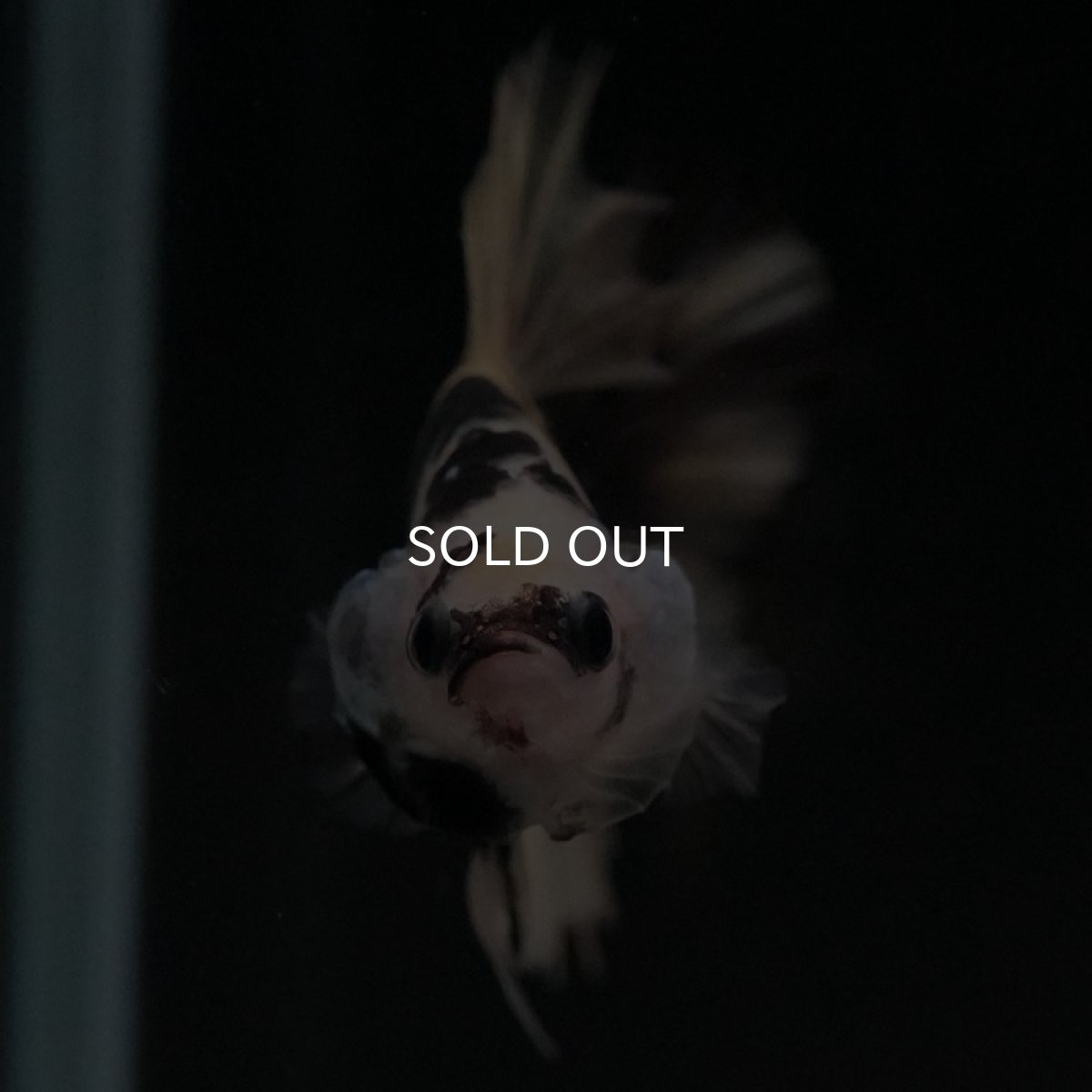 画像3: HMPK　イエロータイガー (3)