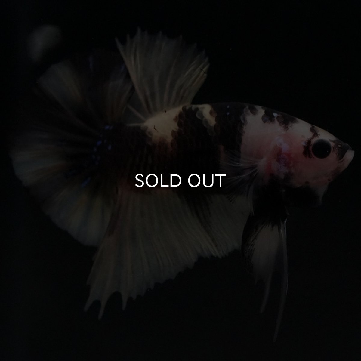 画像6: HMPK　イエロータイガー (6)