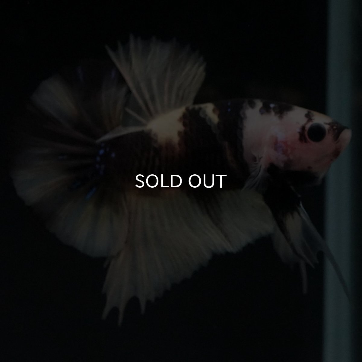 画像4: HMPK　イエロータイガー (4)