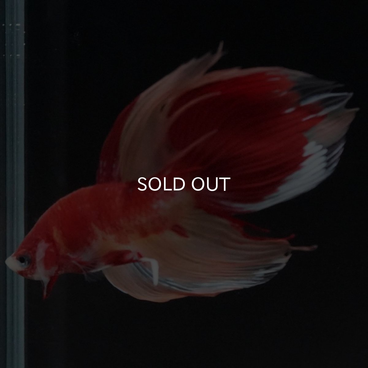 画像7: VT キャンディ (7)