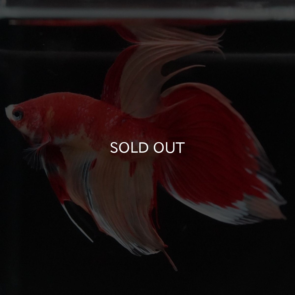 画像5: VT キャンディ (5)