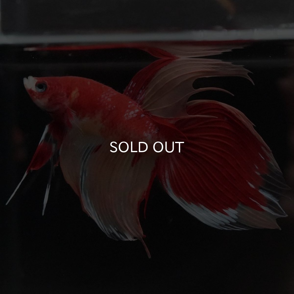 画像2: VT キャンディ (2)