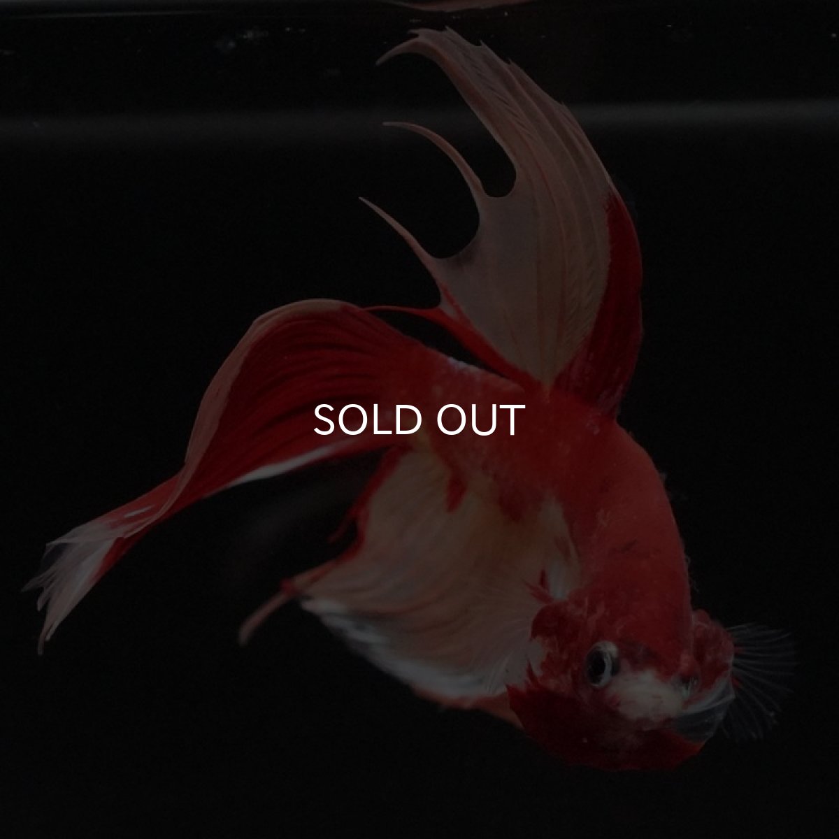 画像3: VT キャンディ (3)