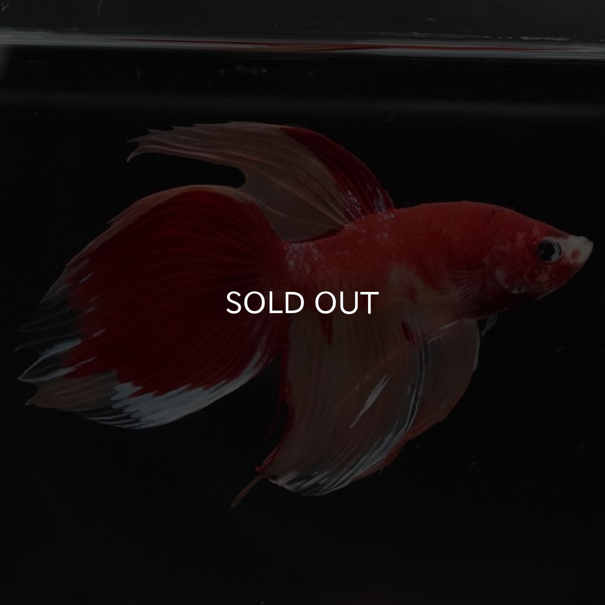 画像4: VT キャンディ (4)