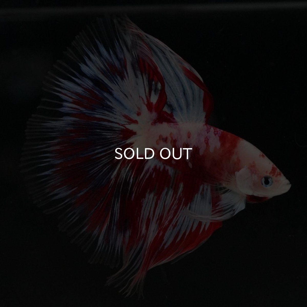 画像9: HM　ファンシーレッド (9)