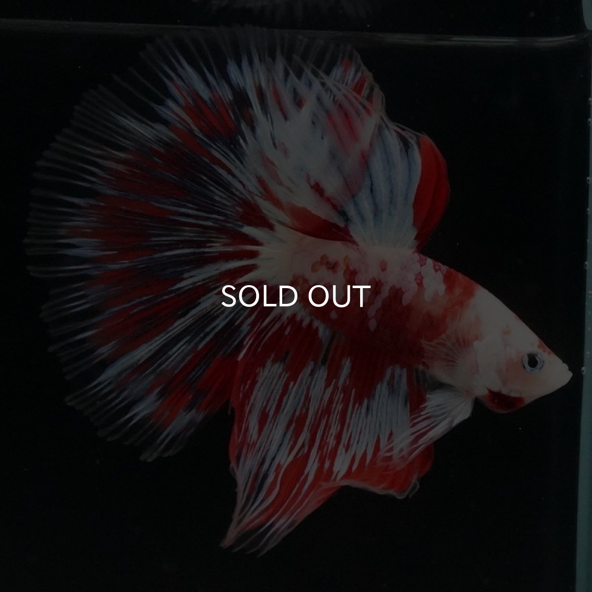 画像3: HM　ファンシーレッド (3)