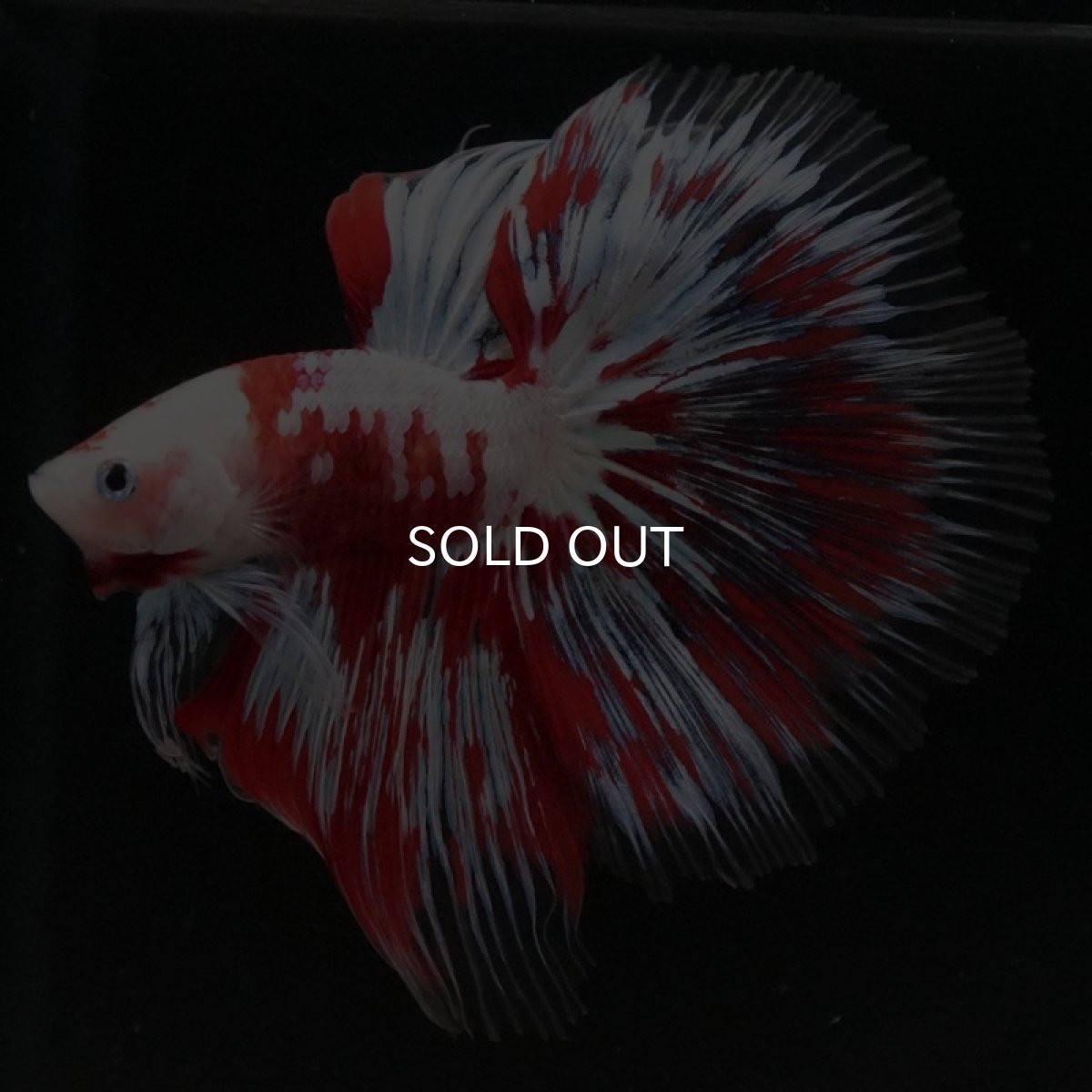 画像2: HM　ファンシーレッド (2)