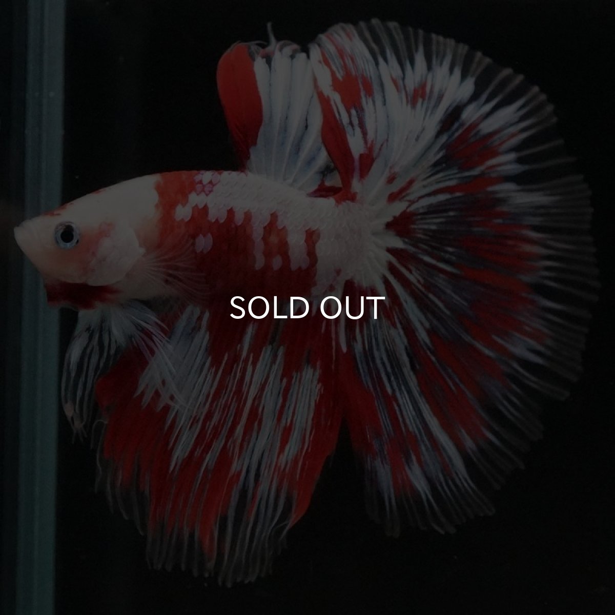 画像6: HM　ファンシーレッド (6)