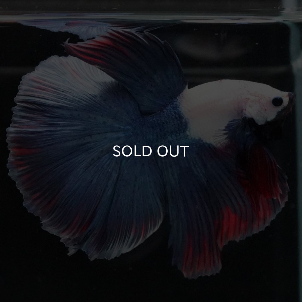 画像8: HM ホワイトブルーファンシー (8)