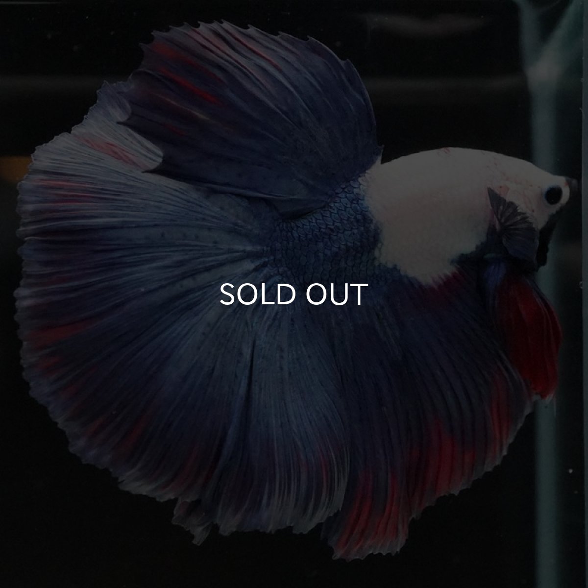 画像7: HM ホワイトブルーファンシー (7)