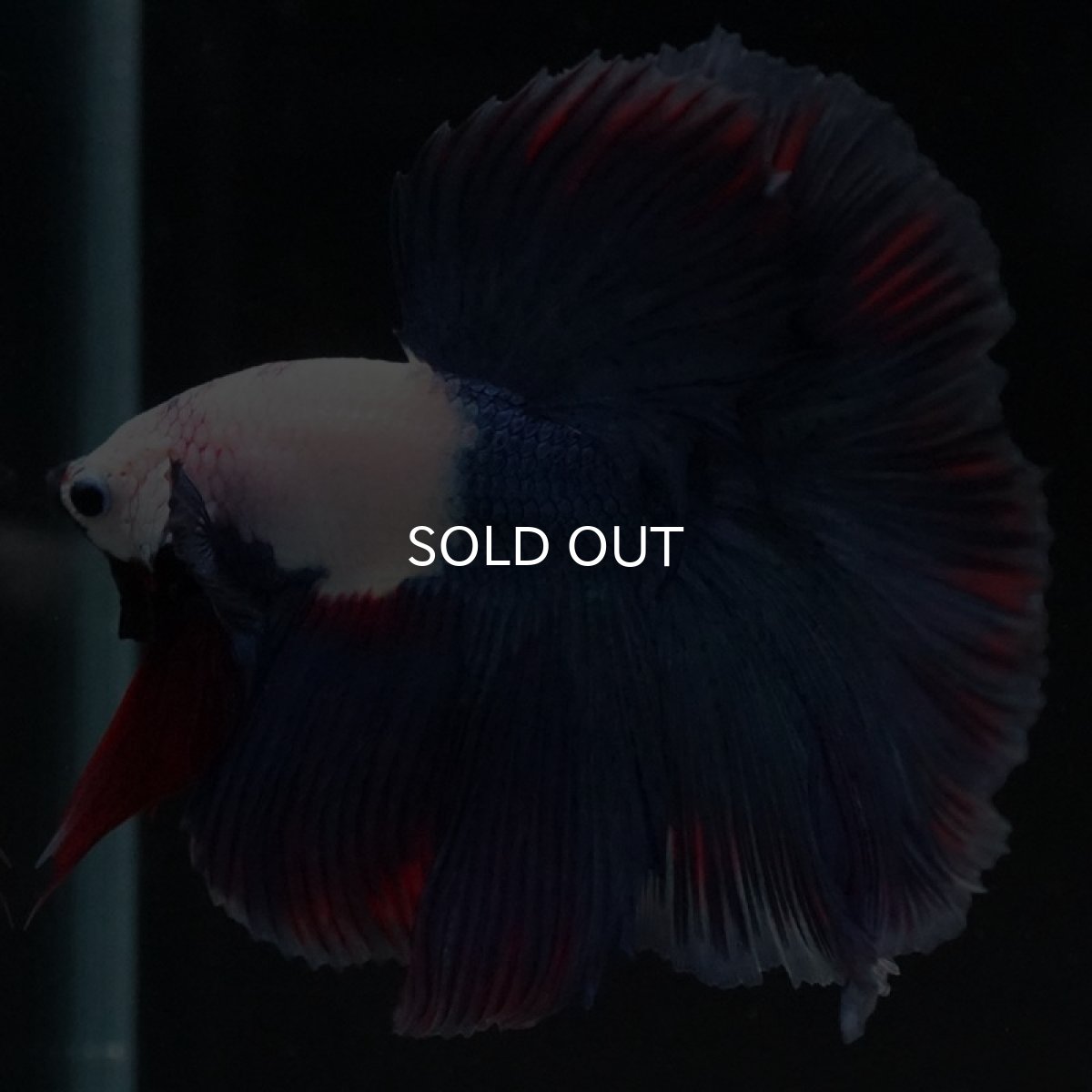 画像6: HM ホワイトブルーファンシー (6)