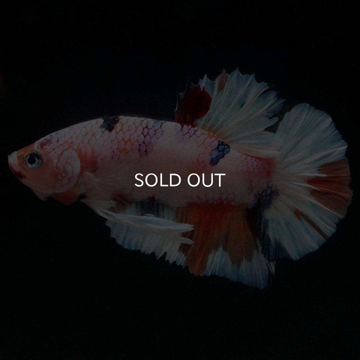 画像10: HMPK　キャンディレインボー (10)