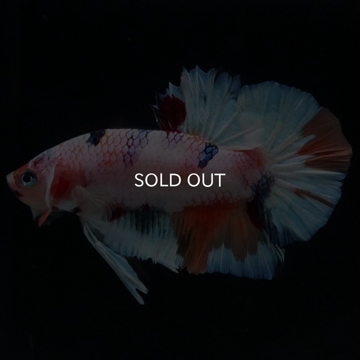 画像8: HMPK　キャンディレインボー (8)