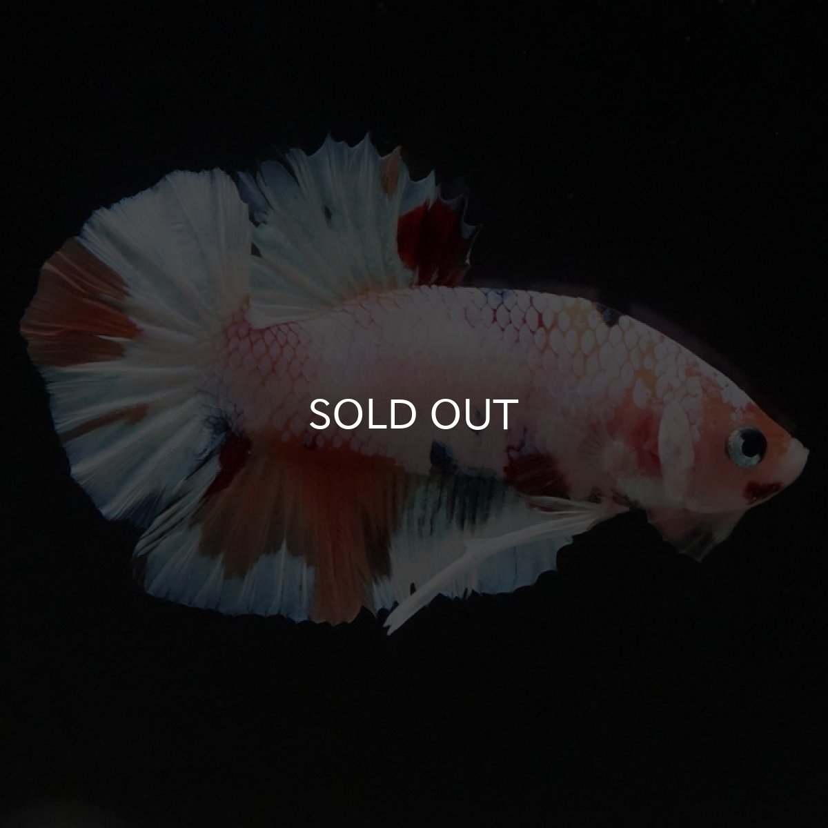 画像11: HMPK　キャンディレインボー (11)