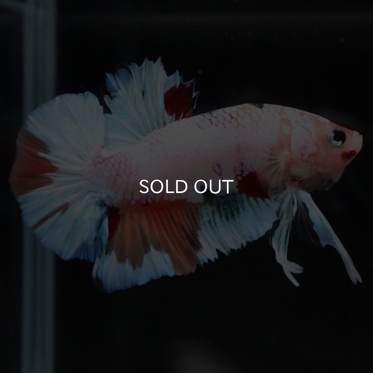 画像9: HMPK　キャンディレインボー (9)