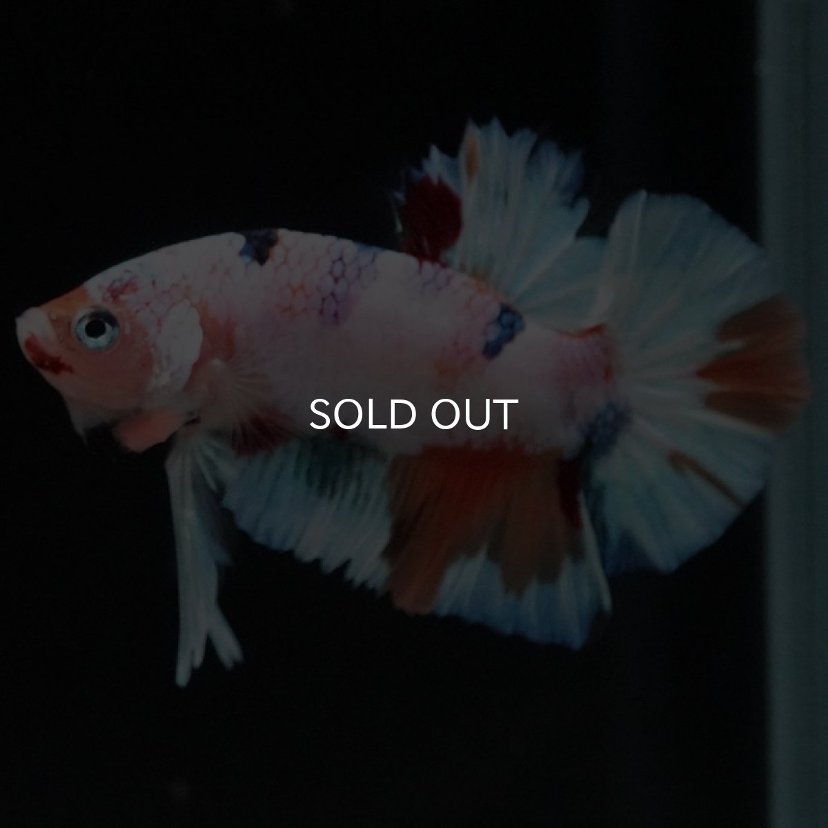 画像6: HMPK　キャンディレインボー (6)