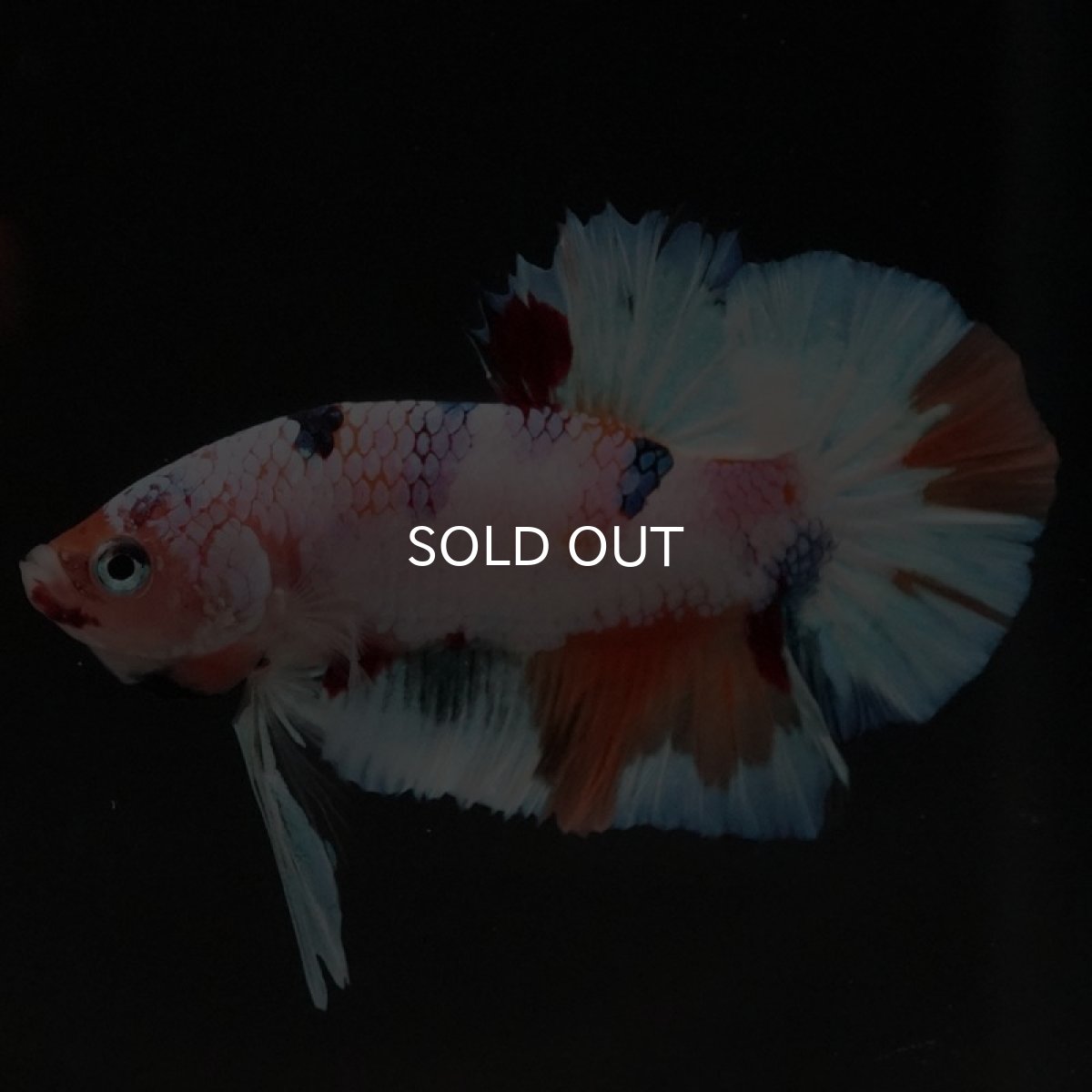 画像2: HMPK　キャンディレインボー (2)