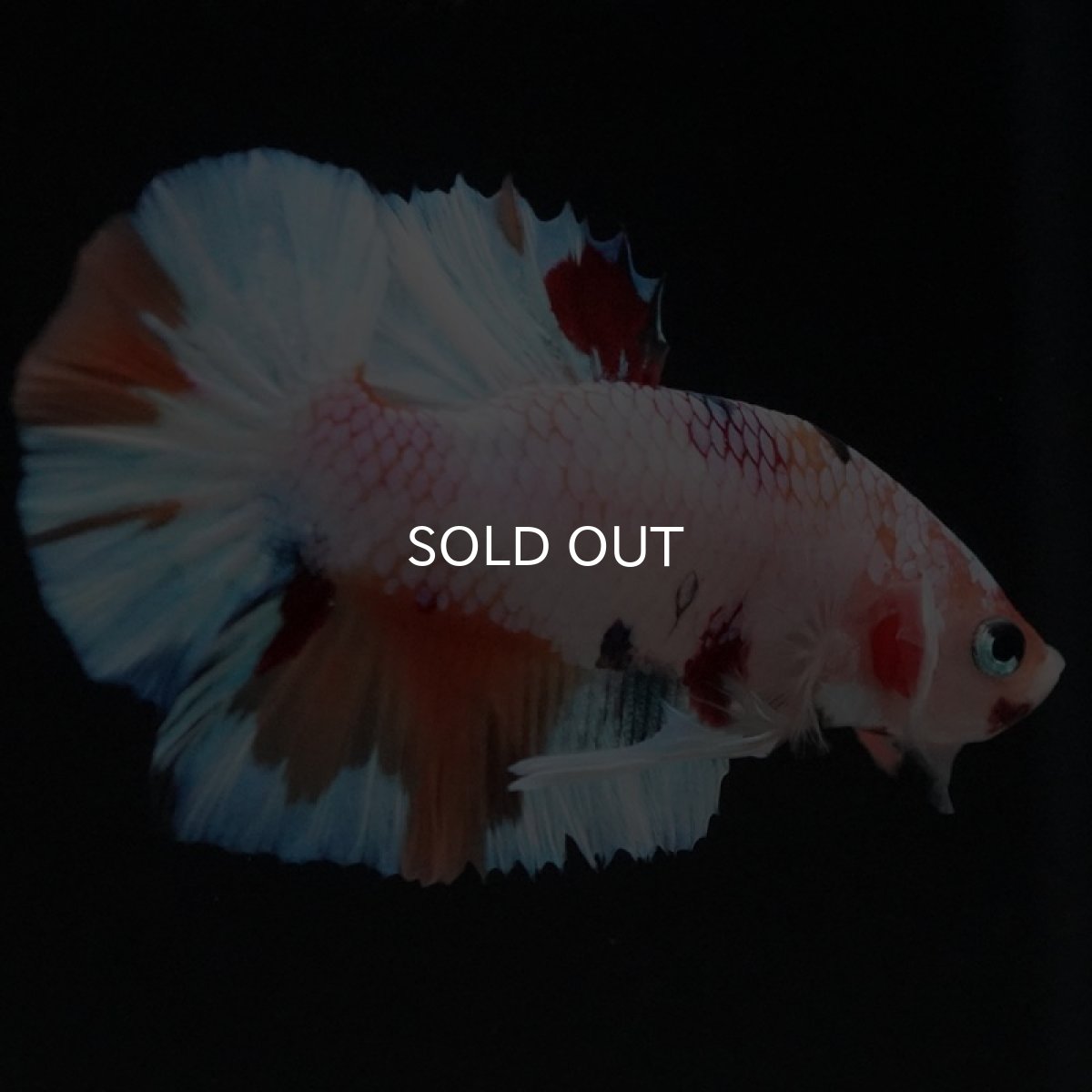 画像7: HMPK　キャンディレインボー (7)