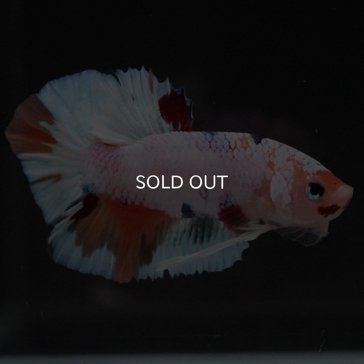 画像3: HMPK　キャンディレインボー (3)