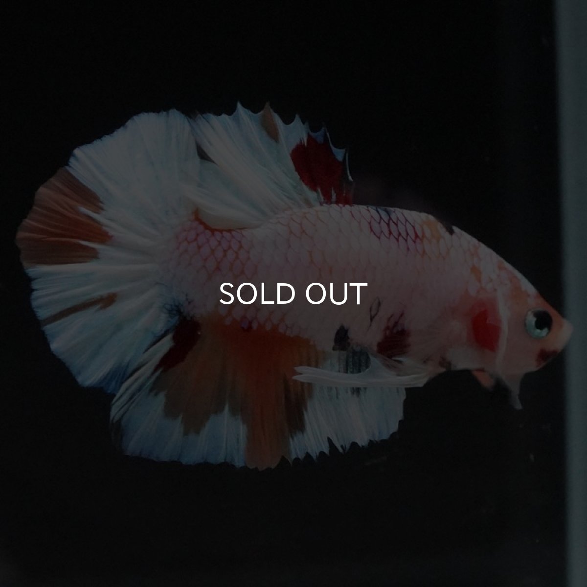 画像5: HMPK　キャンディレインボー (5)