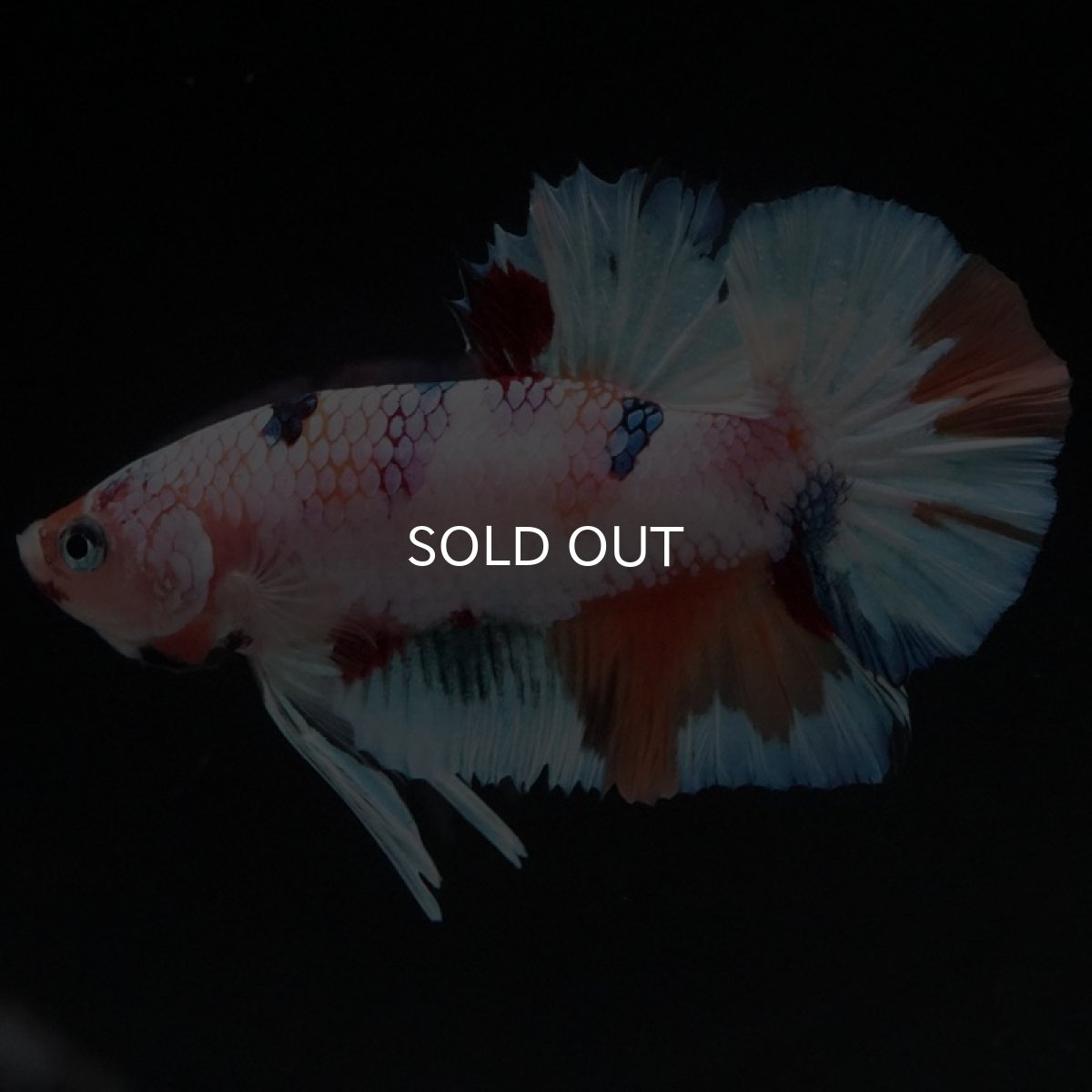 画像4: HMPK　キャンディレインボー (4)