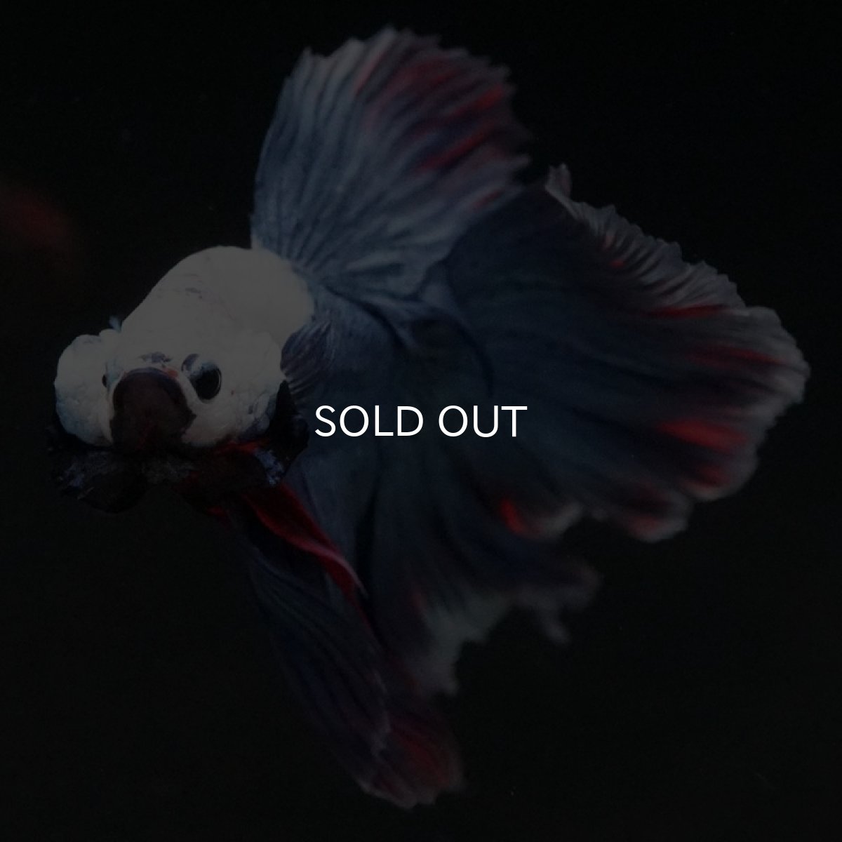 画像5: HM ホワイトブルーファンシー (5)