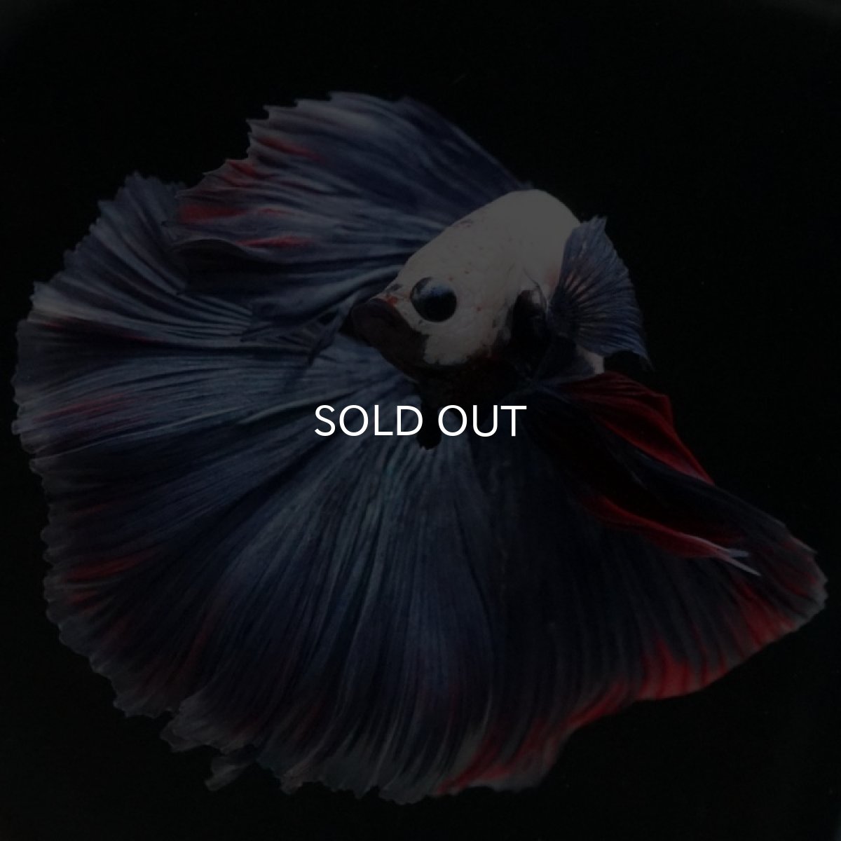 画像3: HM ホワイトブルーファンシー (3)