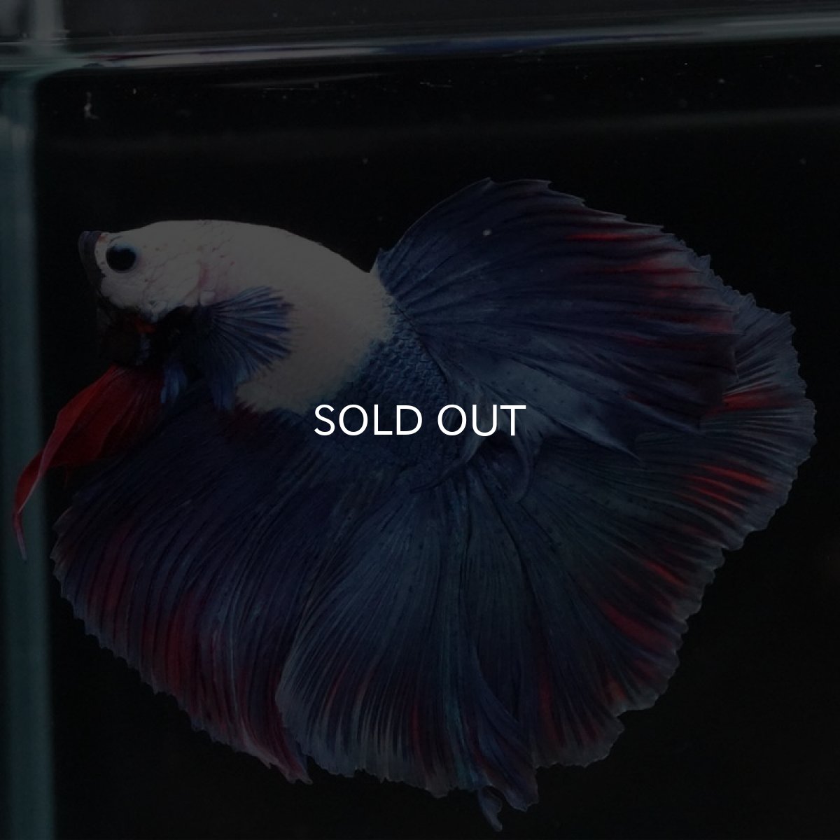 画像2: HM ホワイトブルーファンシー (2)