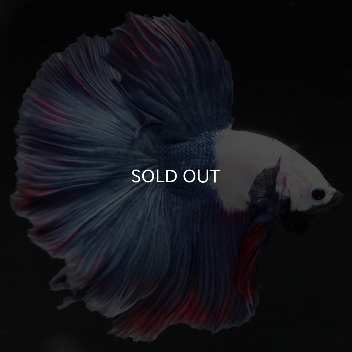 画像4: HM ホワイトブルーファンシー (4)