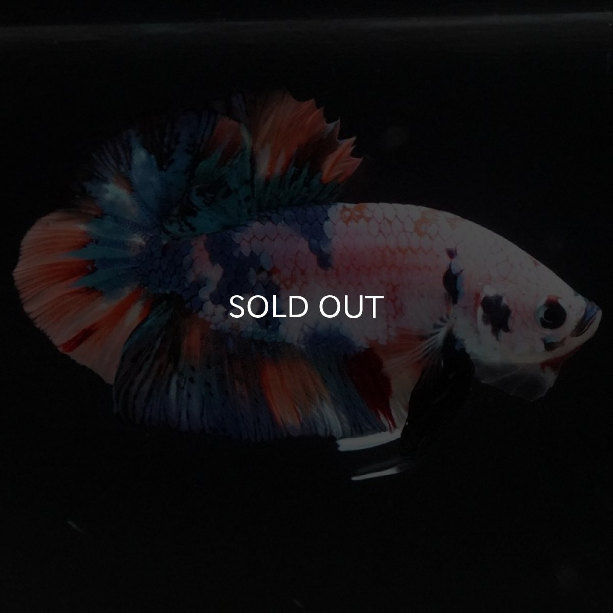 画像10: HMPK キャンディレインボー (10)