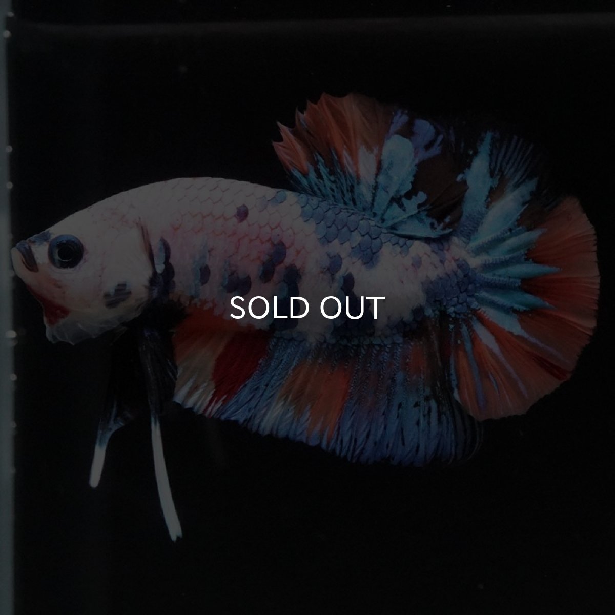 画像4: HMPK キャンディレインボー (4)