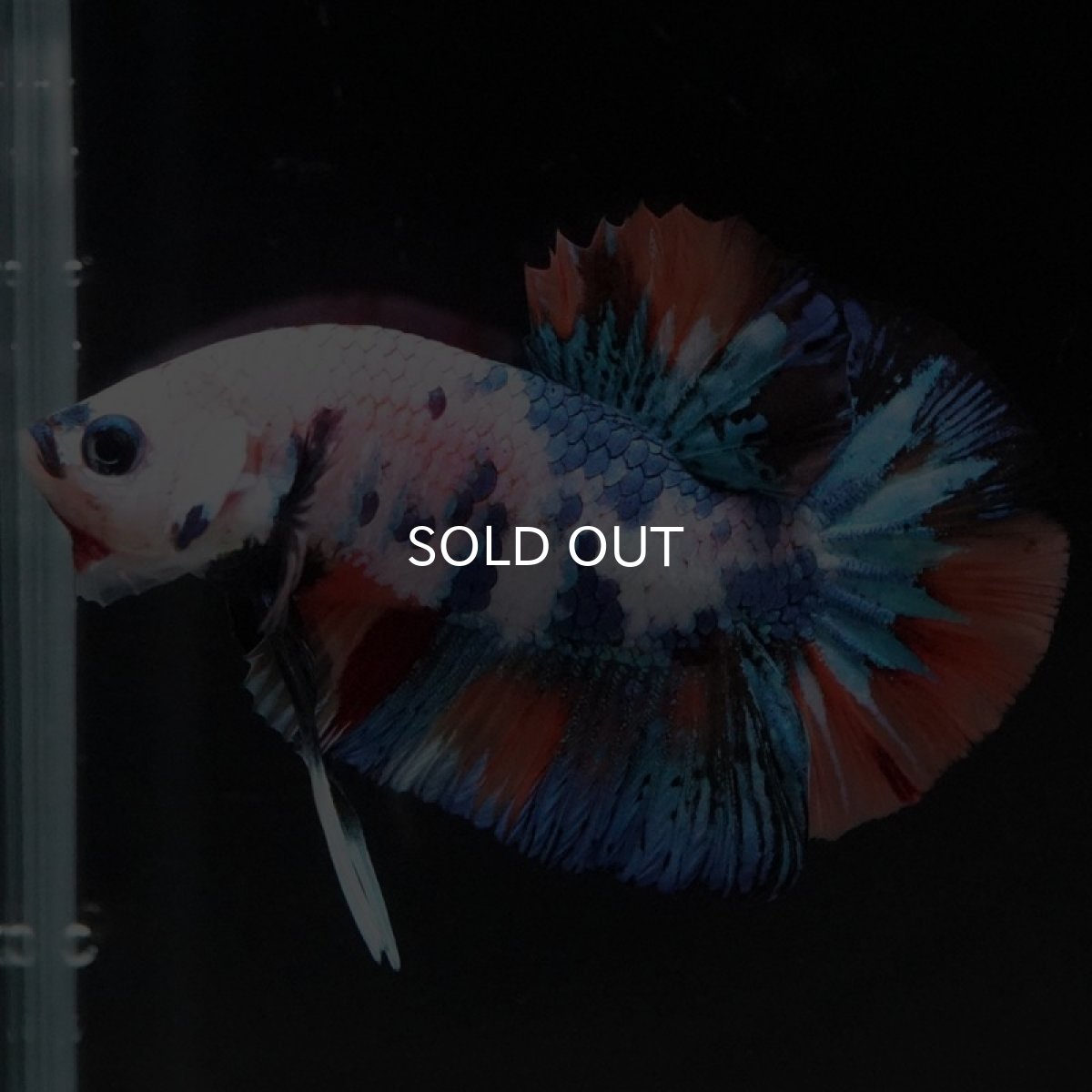 画像9: HMPK キャンディレインボー (9)