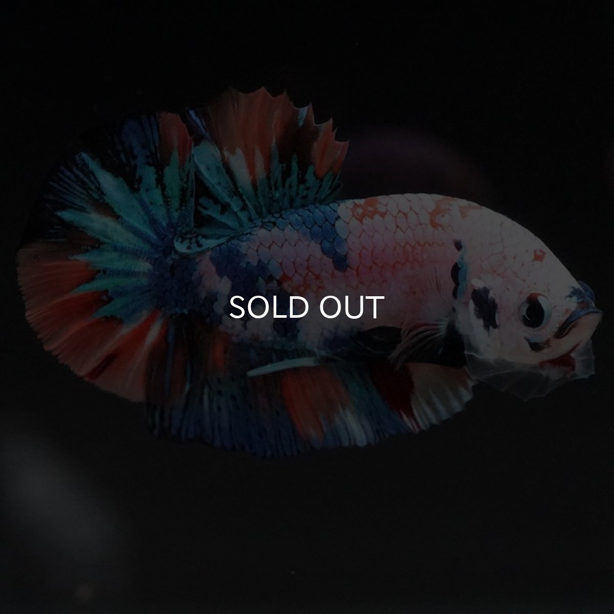 画像7: HMPK キャンディレインボー (7)