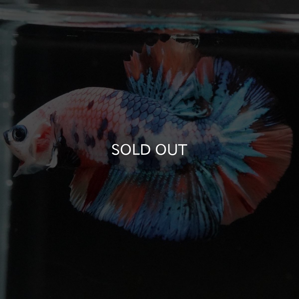 画像8: HMPK キャンディレインボー (8)