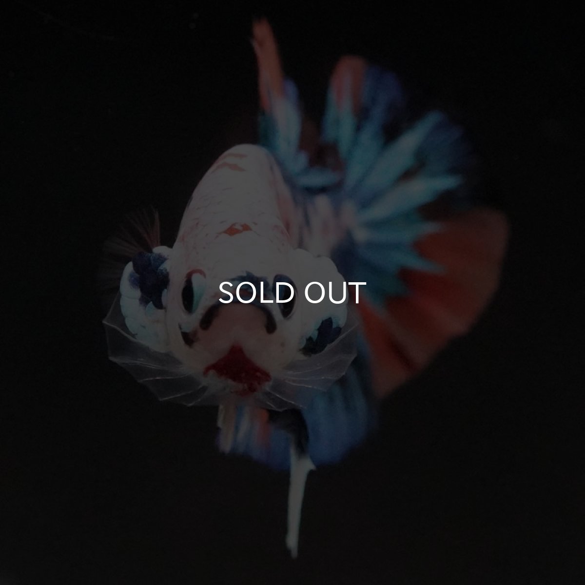 画像3: HMPK キャンディレインボー (3)