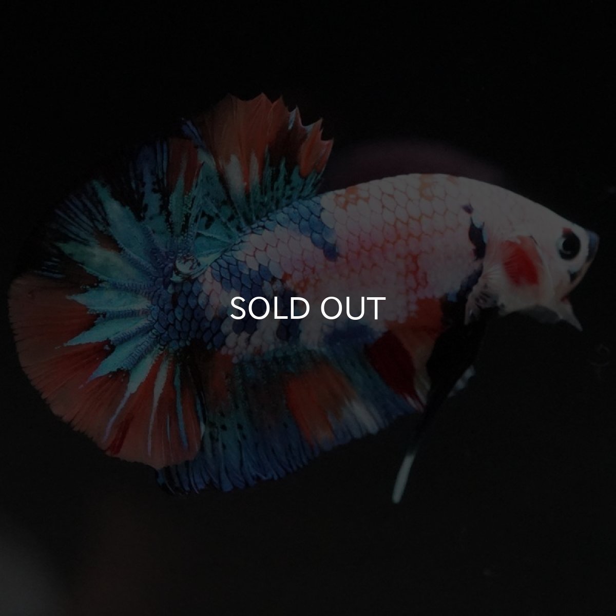 画像5: HMPK キャンディレインボー (5)