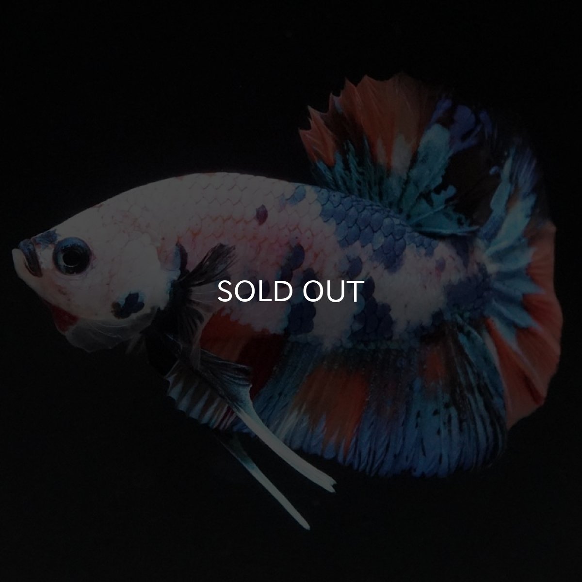 画像6: HMPK キャンディレインボー (6)