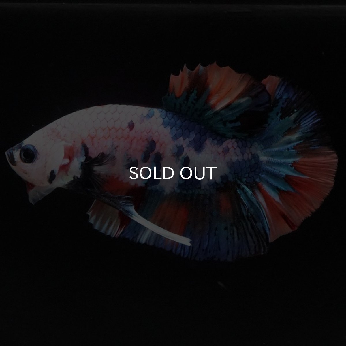 画像2: HMPK キャンディレインボー (2)