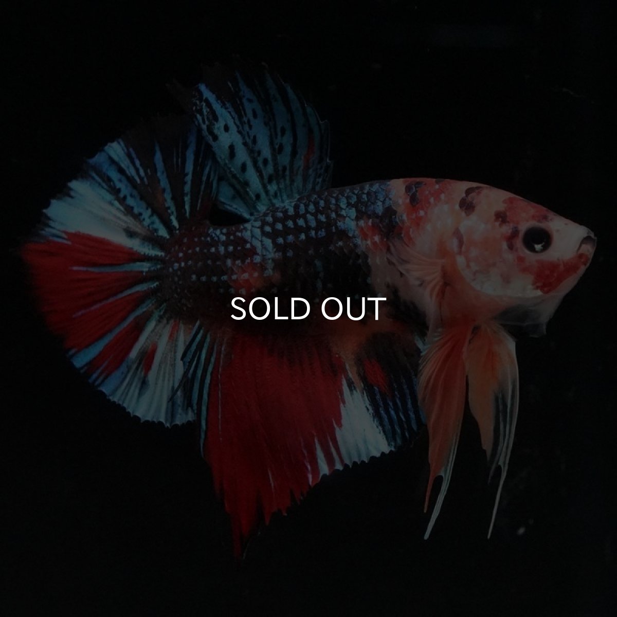 画像2: HMPK　キャンディギャラクシー (2)