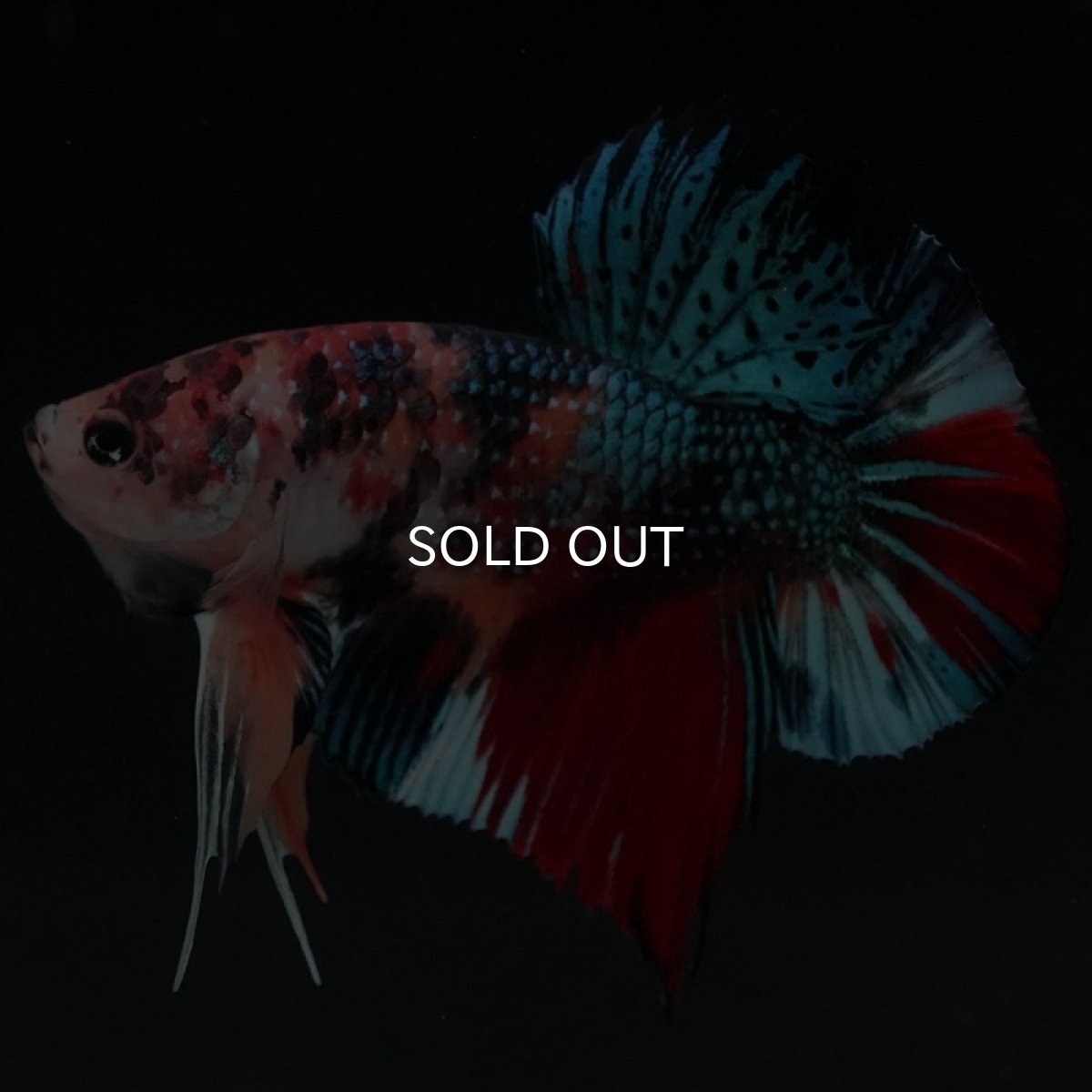 画像6: HMPK　キャンディギャラクシー (6)