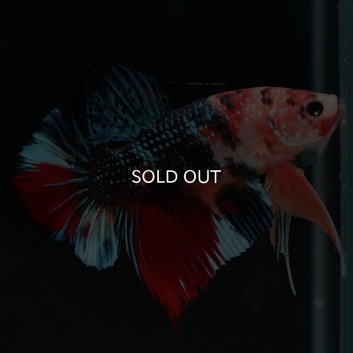 画像5: HMPK　キャンディギャラクシー (5)