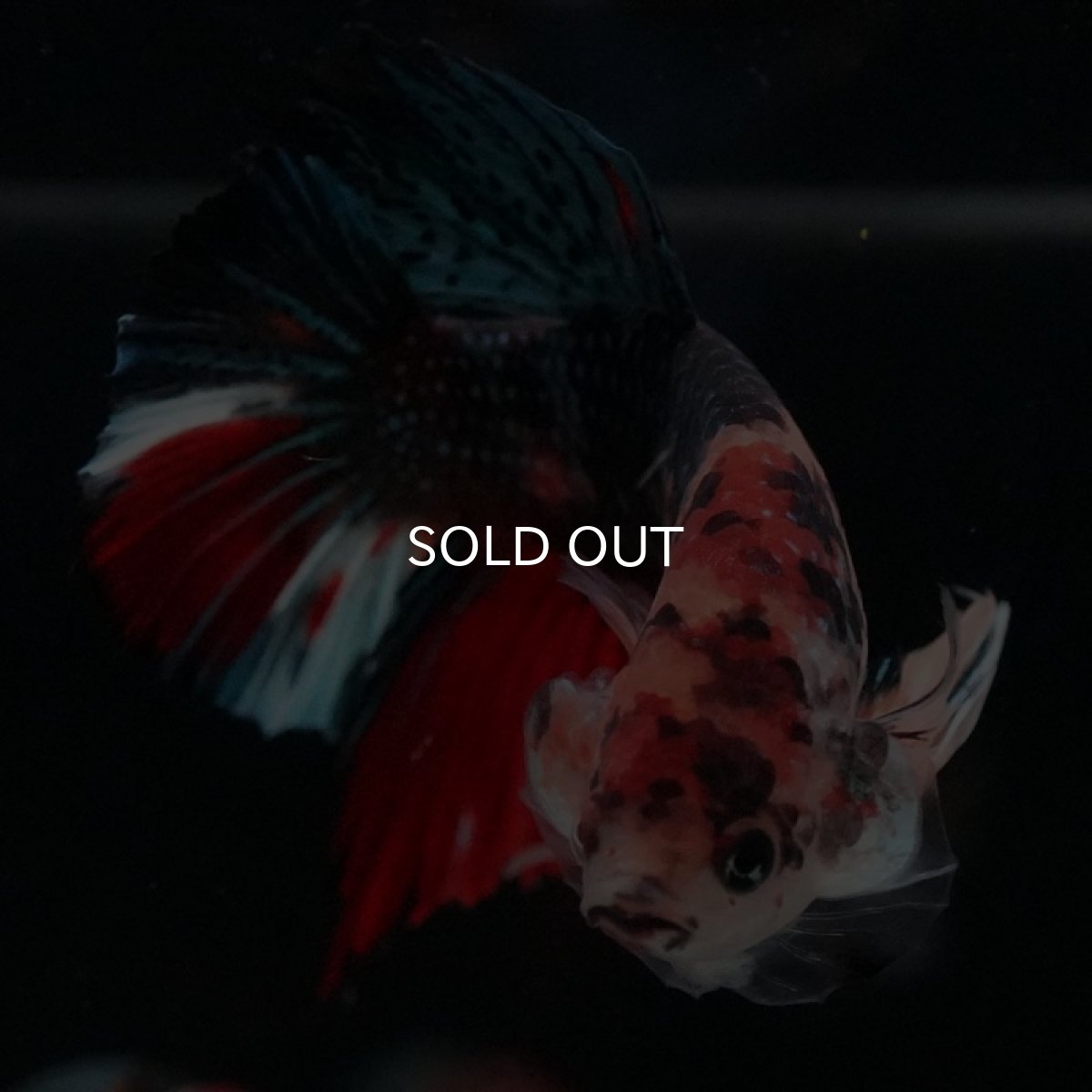 画像3: HMPK　キャンディギャラクシー (3)