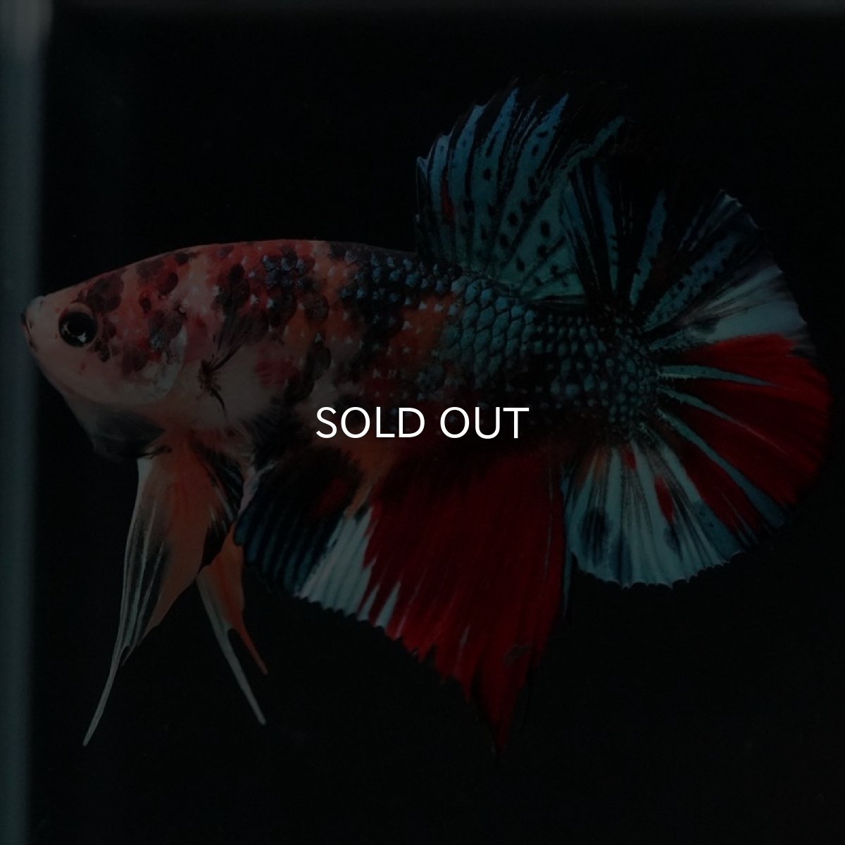 画像4: HMPK　キャンディギャラクシー (4)