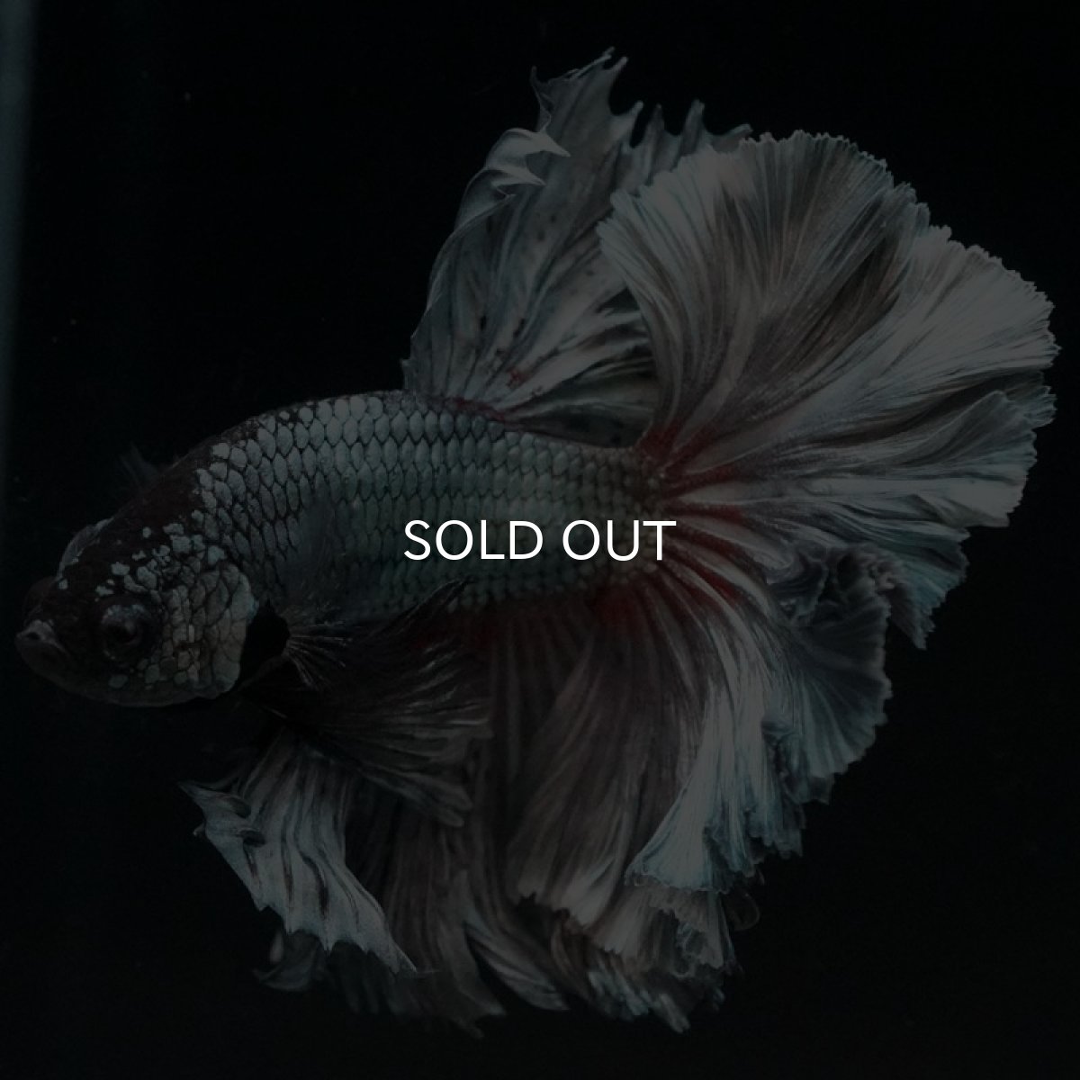 画像5: OHM カッパー (5)