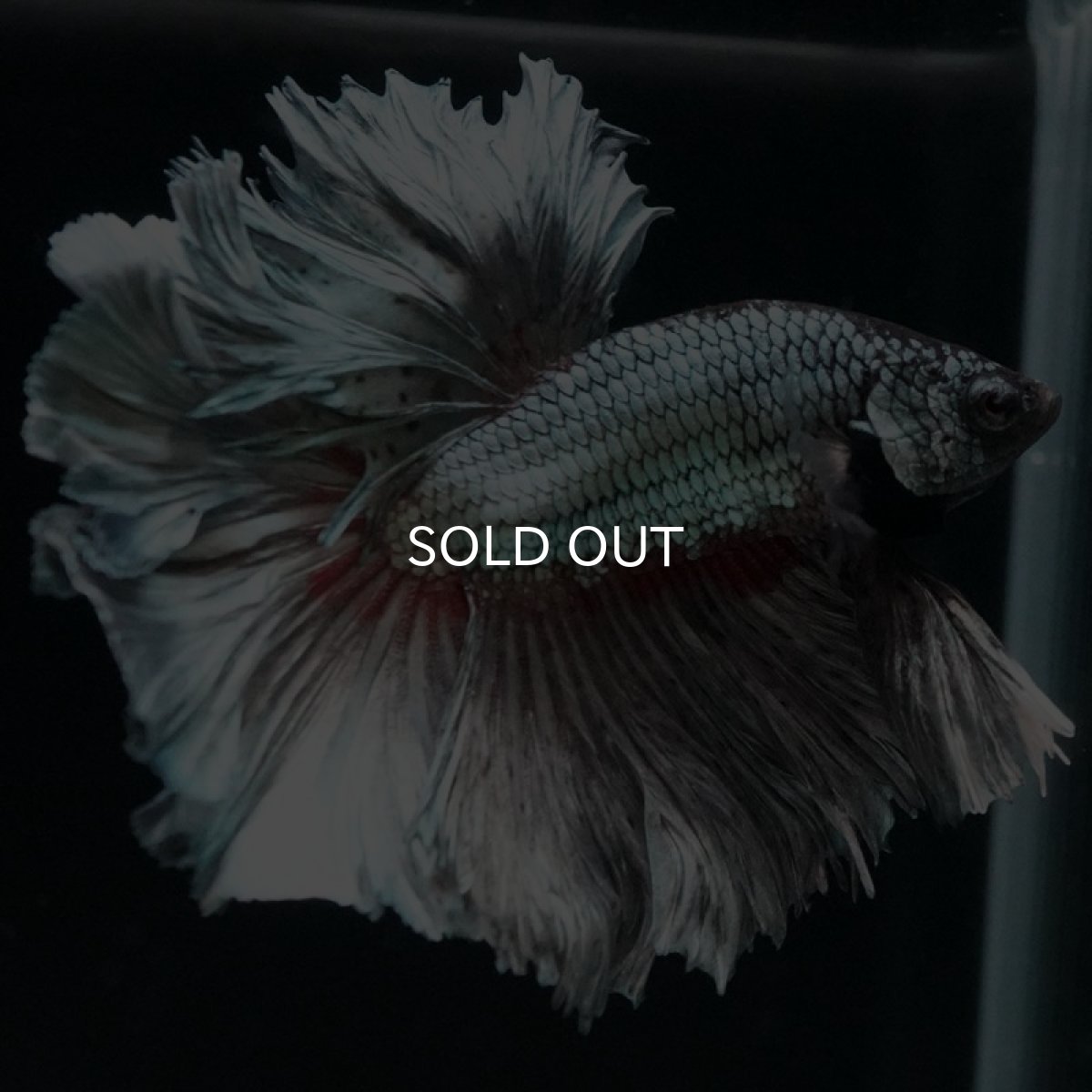 画像3: OHM カッパー (3)