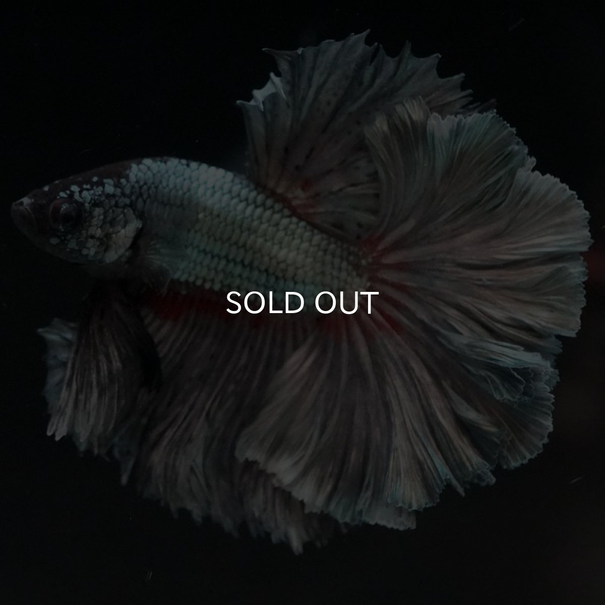 画像2: OHM カッパー (2)