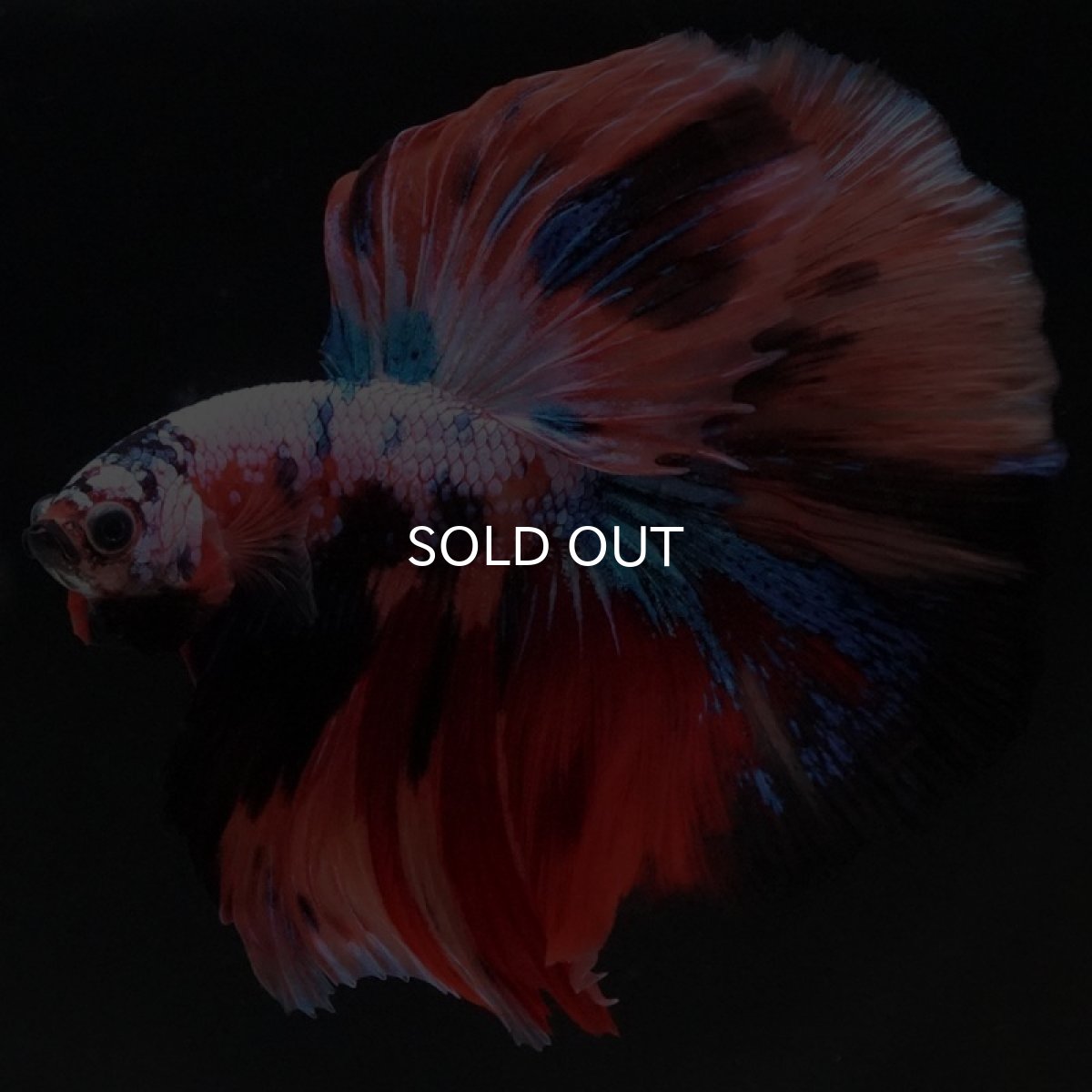 画像7: HM キャンディギャラクシー (7)