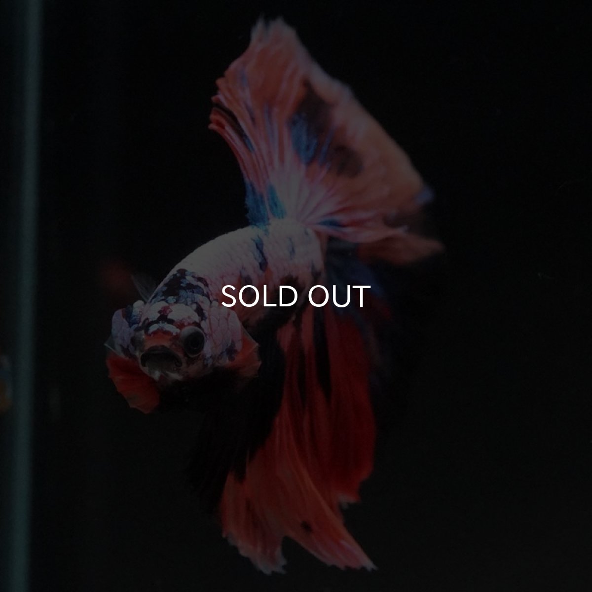 画像3: HM キャンディギャラクシー (3)