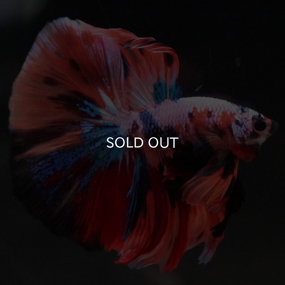 画像8: HM キャンディギャラクシー (8)