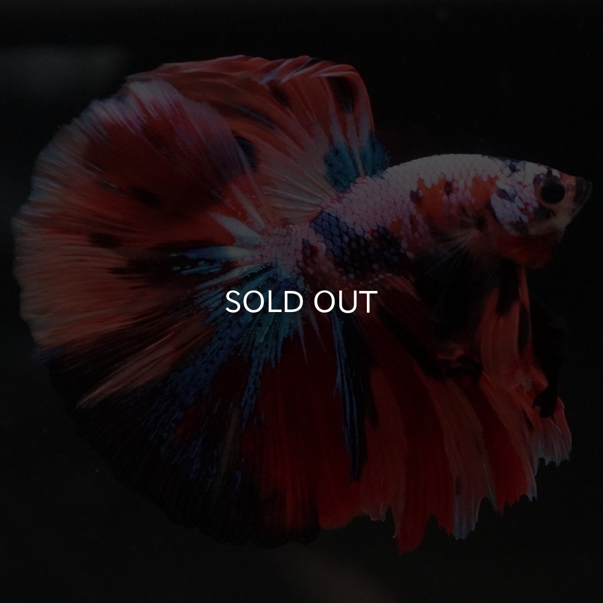 画像6: HM キャンディギャラクシー (6)